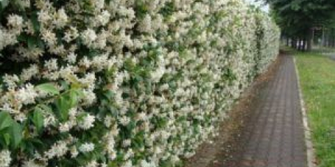 Prořezávání zimolezu na podzim pro dobré výnosy